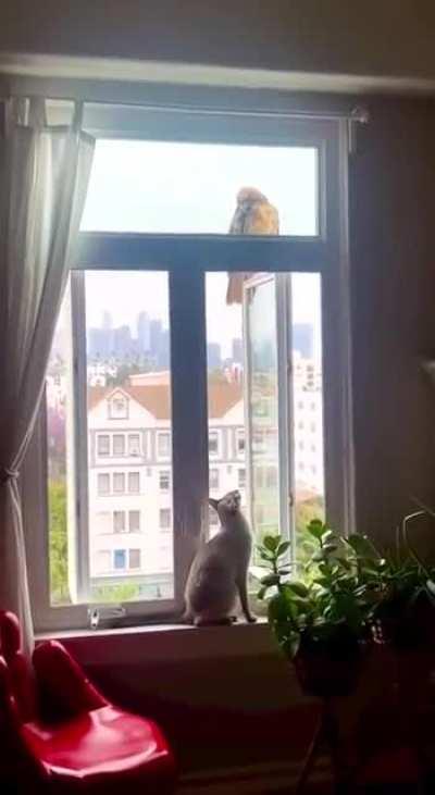 It seems we have guests