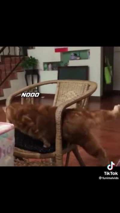 OC: funimalvids (TikTok)