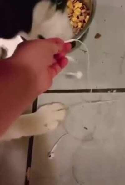 The dog really made this kid give him a owa owa