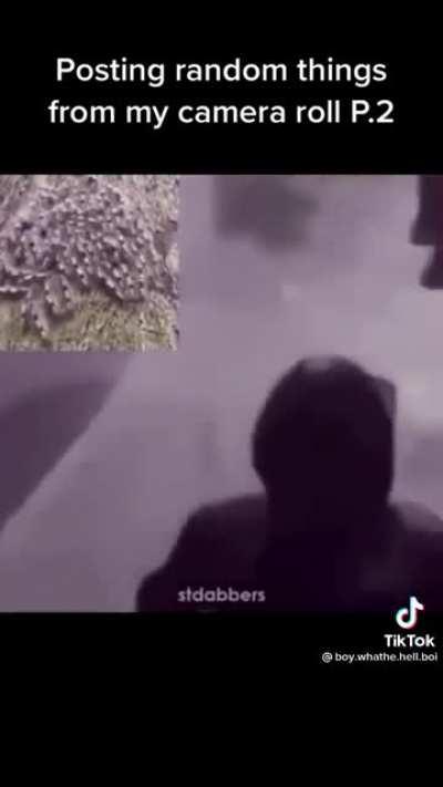 jakertown - Video #4668