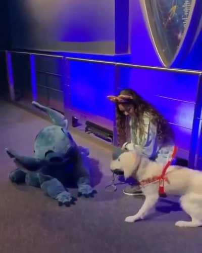 Service doggo meets idol!