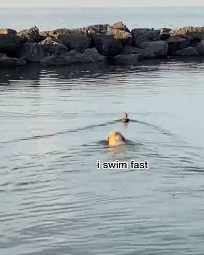 Will you be my friend?