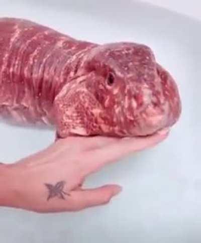 Thanks, I hate meat lizard