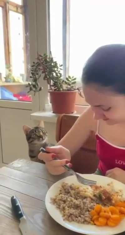 Cats Dump: Types of Eaters