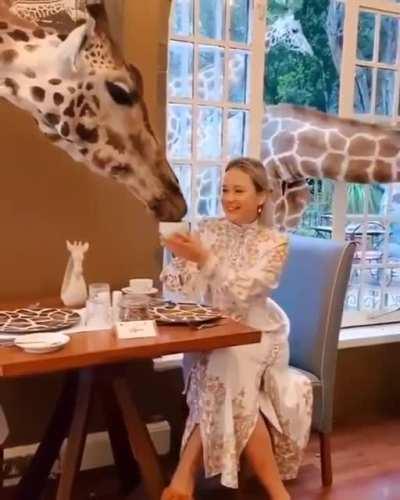 Усадьба Жирафов в Найроби