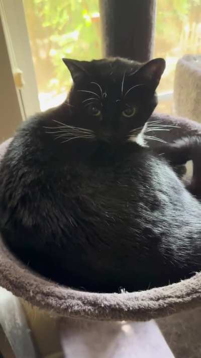 Velma activation mrrrp