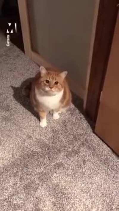 HitCat Took a Hostage After Unsuccessful Assassination Attempt