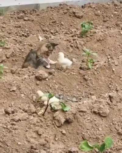 Unexpected hitmanimal.