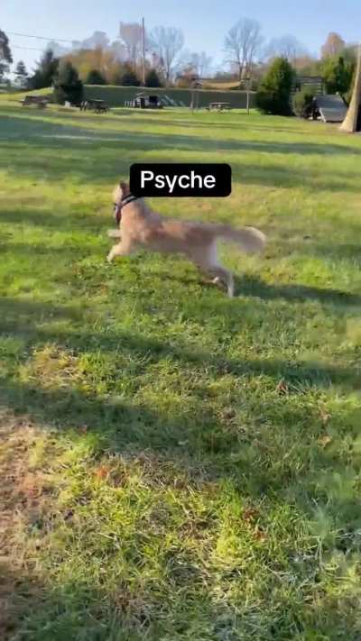 Hunter loves a good game of keepaway after breaking his harness.