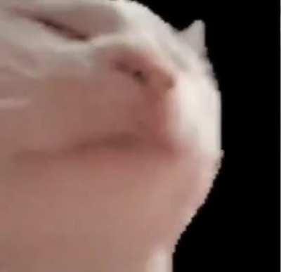 listening to menutheme.mp3 be like