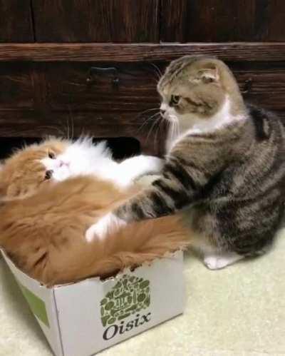 Solidifies in order to battle