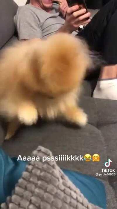 Your poms engine needs oil