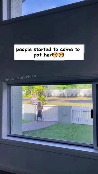 Pitbull just wanted to be loved