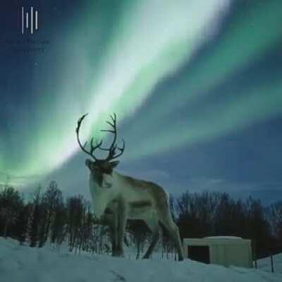 Reindeer under northern lights - Aurora Borealis Observatory