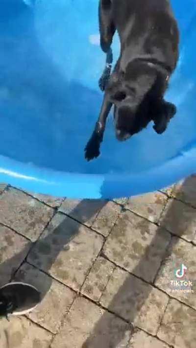 Lab is super excited about his new pool