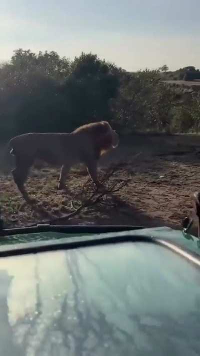 Simba pride and Maji YF pride males Mzee and Lorkinyei, once again invaded into this area. The aggression and ferocity clearly showed an attempt to take over. The guide mentioned they might have killed one cub . Mzee has a bleeding paw here which implied 