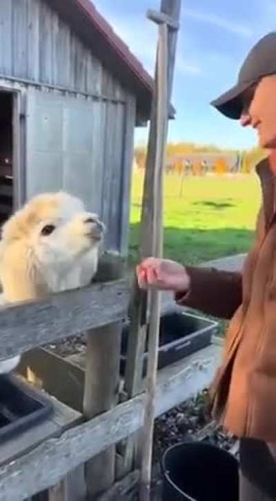 Taunting a llama just to be mean