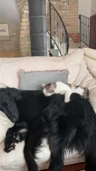 Bro cat with bro doge