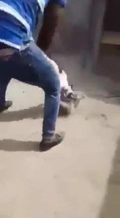 Esse cão vai matar o mamaco