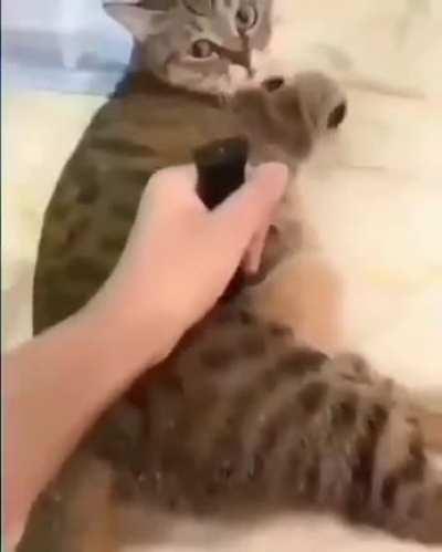 T3ddy pfv faz isso com o Johny 🥹eu imploro