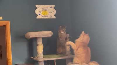 A low intensity sparring match between Penny and Peewee