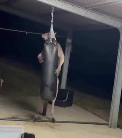 Kangaroo training to punch back the other guy