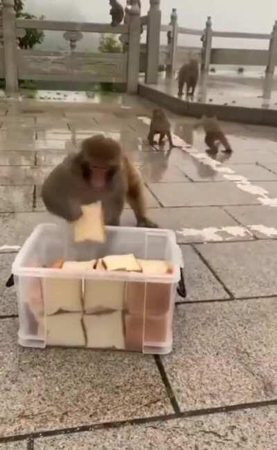 Monkeys collecting bread put out for them looks like the toilet paper hoarding a couple months back.