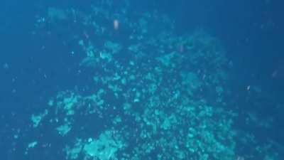 Sapphire blue hole in Eleuthera, Bahamas. You can’t see the bottom when it starts to drop.