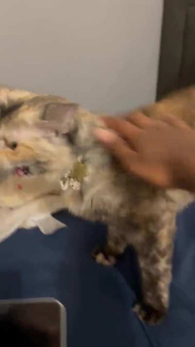 Squeaky Aurora says hi