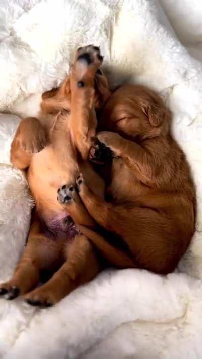 It's just Bear & Bowie snuggling up for a nap...