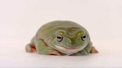 Sleepy frog get comfortable and turns into a frogloaf.