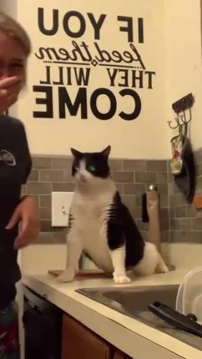 Cat begs to have his back scratched, and has the most hilarious reaction to it!