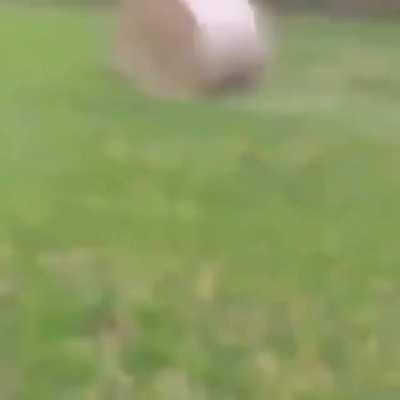 Trying to jump over a rolling hay bale.