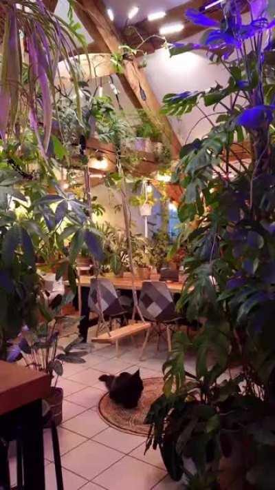 My exotic indoor jungle (>350 plants)