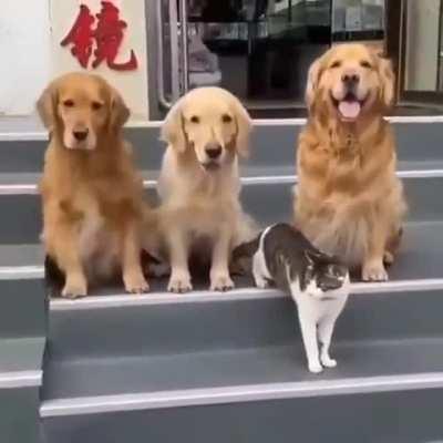 Doggos really wanted the cat to be in the photo.