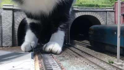 Cat flows through model train tunnel
