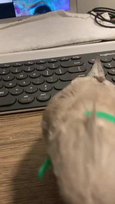 this is my buddy luffy <1mo in our house (6mo old) we were told he was “very skittish”