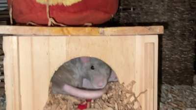 What it's like waking up some sleepyhead rats for early playtime!