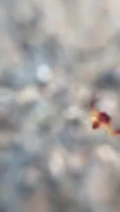 Arkys cornutus, the horned triangular spider, is a common Australian spider belonging to the family Arkyidae. An ambush hunter, commonly found resting on leaves and fern