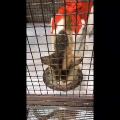 Update-Injured paw baby is now spayed.4301 raised out of 10,500