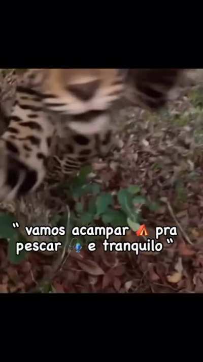 ONÇA PINTUDA 😱😱