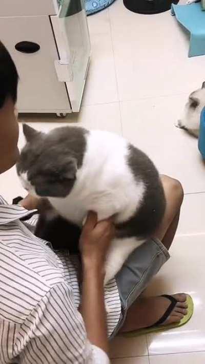 Piggy does sit-ups everyday in addition to controlling diet.