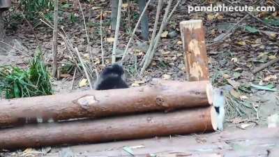 Pandas have sibling fights too and feel like pestering their siblings