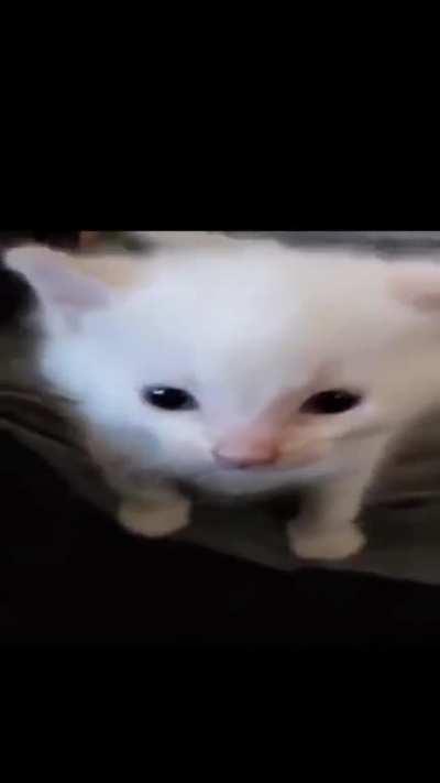 Ramdom Cat esplotano