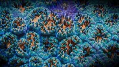 Coral Reef beauty, happy 420!