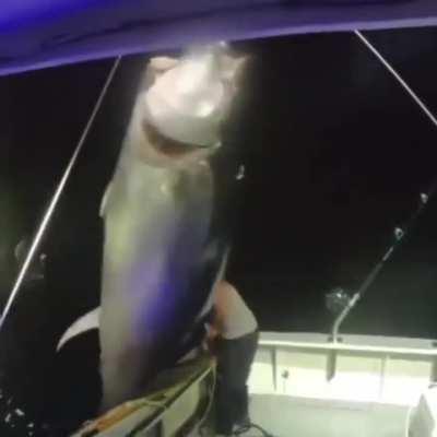 Giant Bluefinn landed Solo by woman off the coast of Hampton Beach