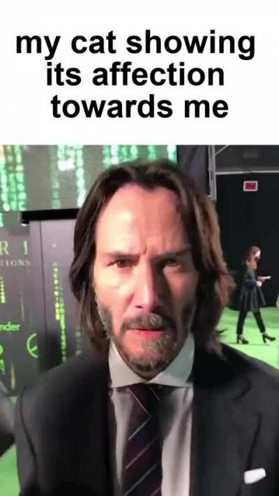 I love my cat (Praise spez)