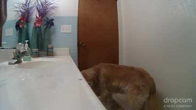 Here's how 12 year old Gusto copes with fireworks and thunderstorms. He shuts himself in the bathroom and turns on the overhead fan for white noise. Here it is, finally captured on video.