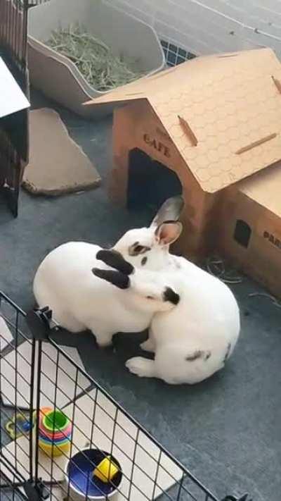 Heidi and Shasta are pros when it comes to synchronized grooming
