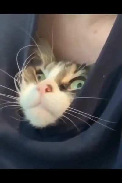 this cat has seen things